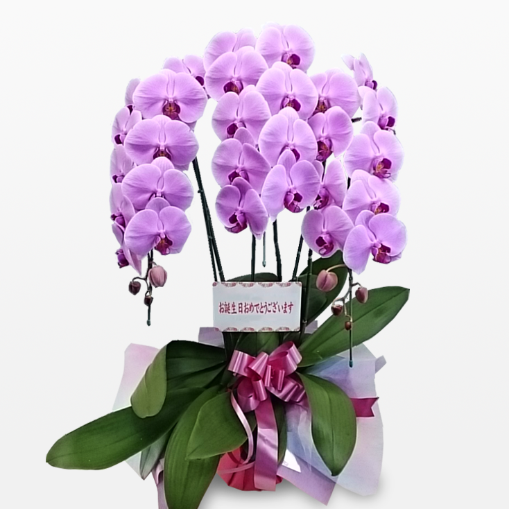 胡蝶蘭オンライン｜お祝いのお花は通販専門店で。法人後払い対応。｜誕生日祝い