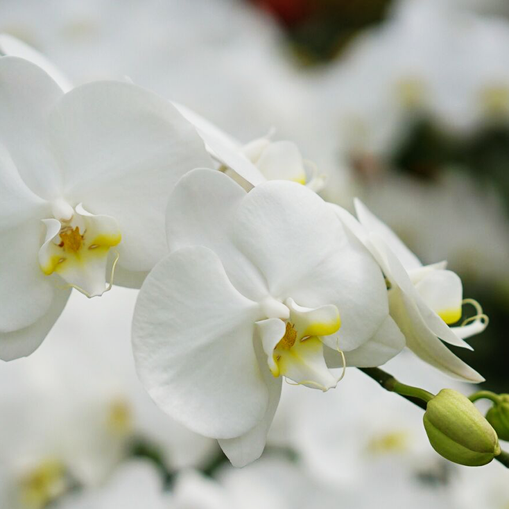 白の胡蝶蘭の花びら