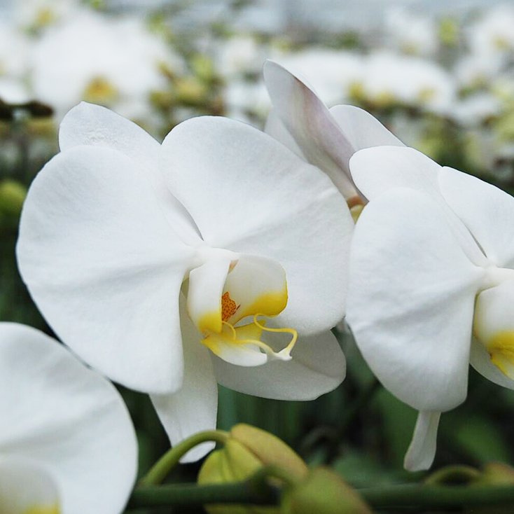 白の胡蝶蘭の花びら